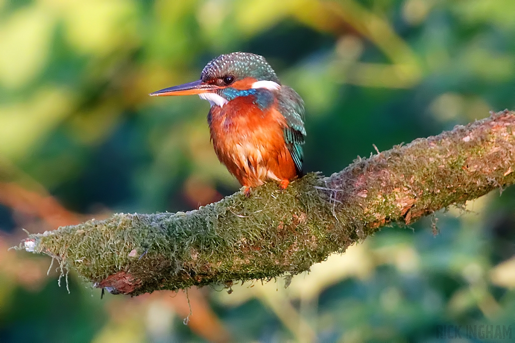 Common Kingfisher | Female