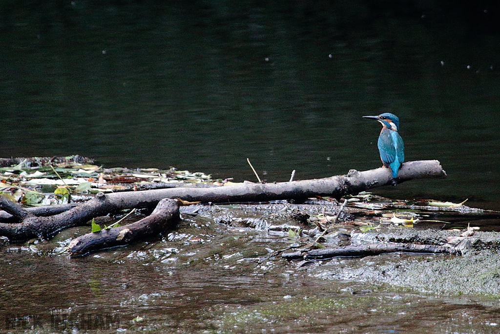 Common Kingfisher | Male