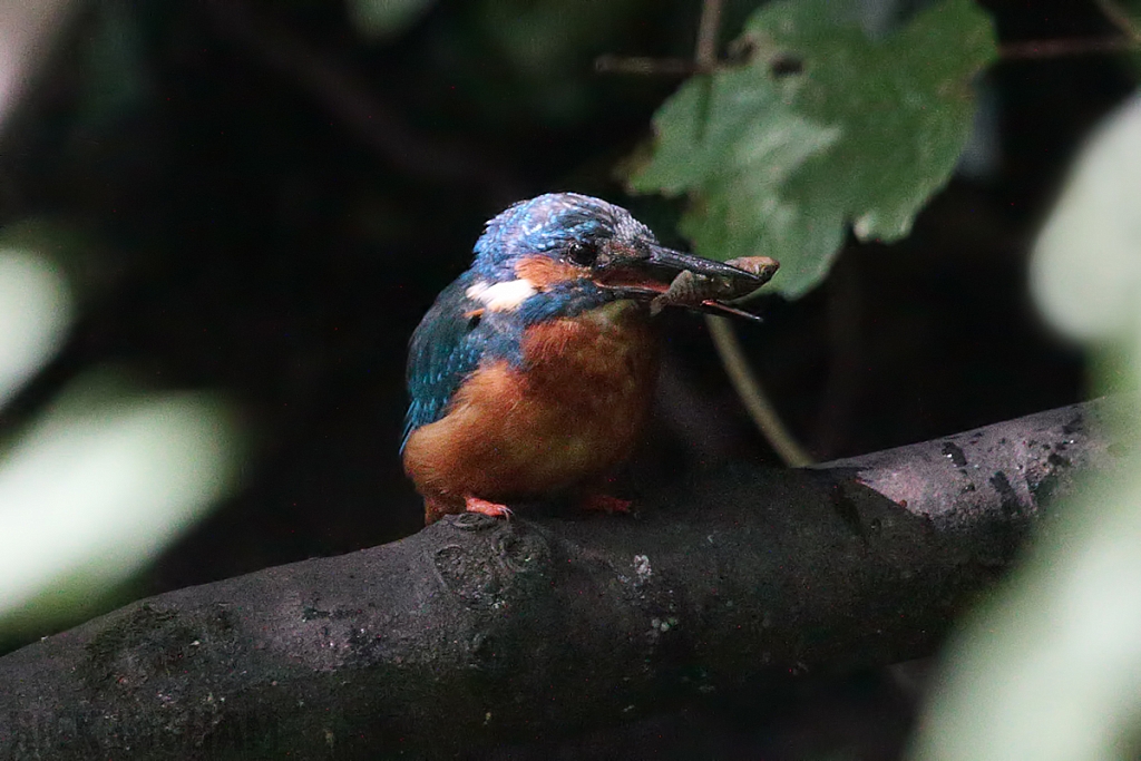 Common Kingfisher | Male