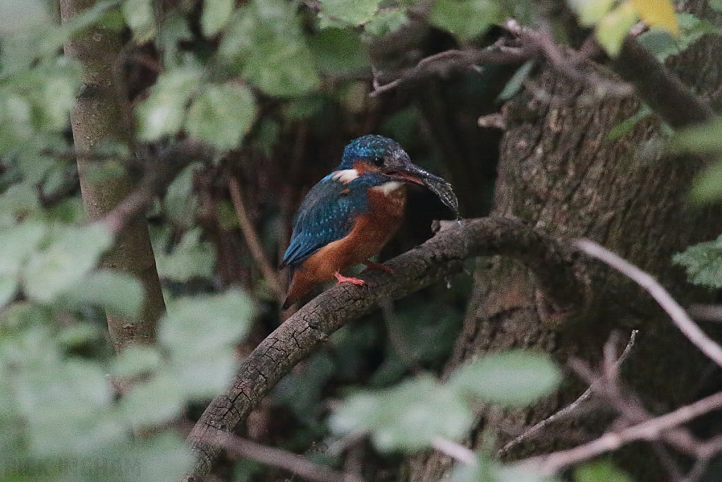 Common Kingfisher | Male
