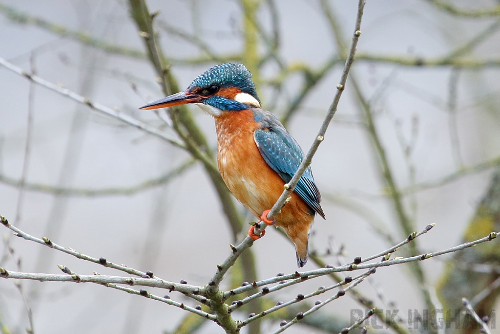 Common Kingfisher | Female