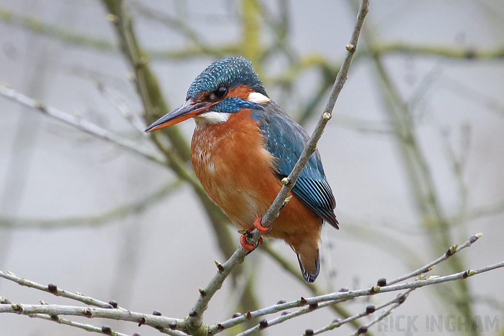 Common Kingfisher | Female