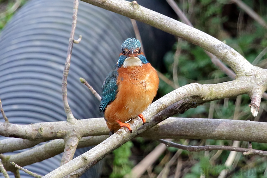 Common Kingfisher | Female