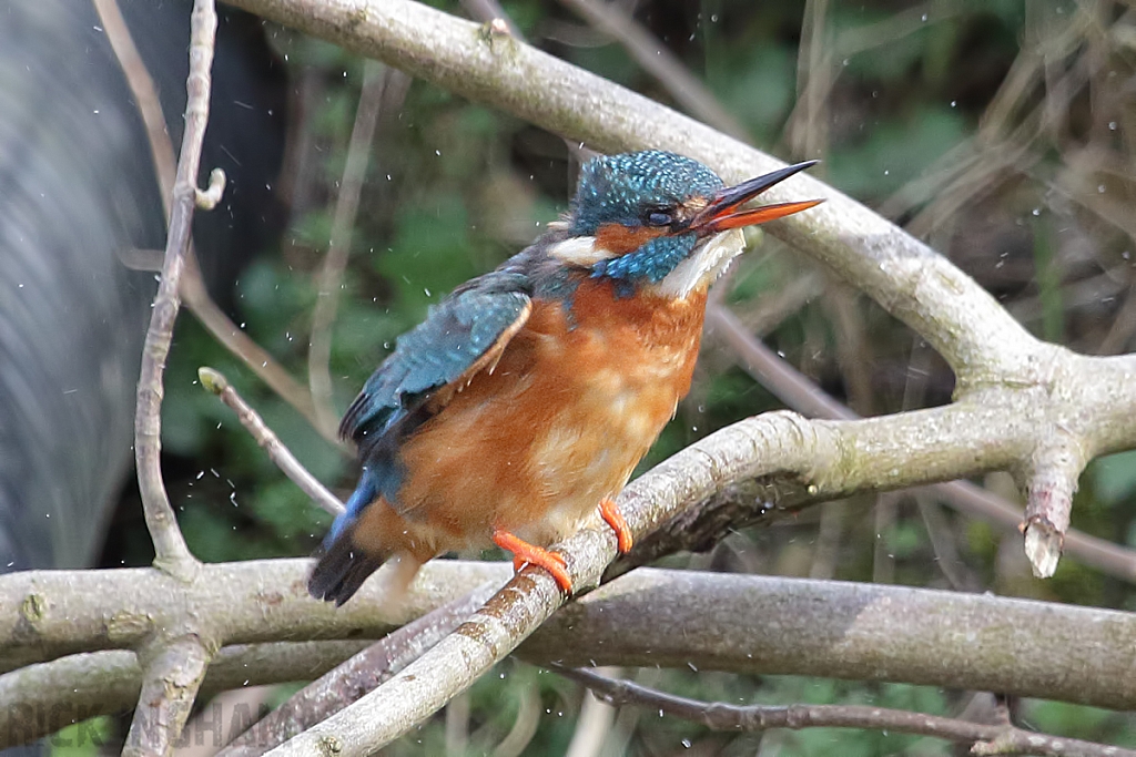 Common Kingfisher | Female