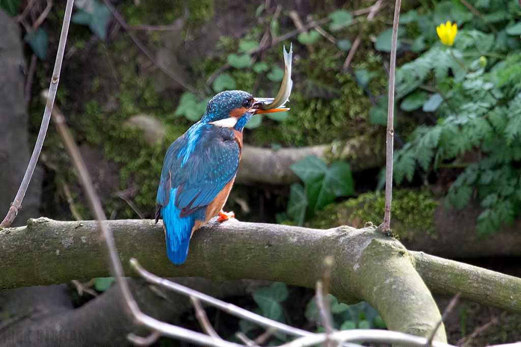 Common Kingfisher | Female