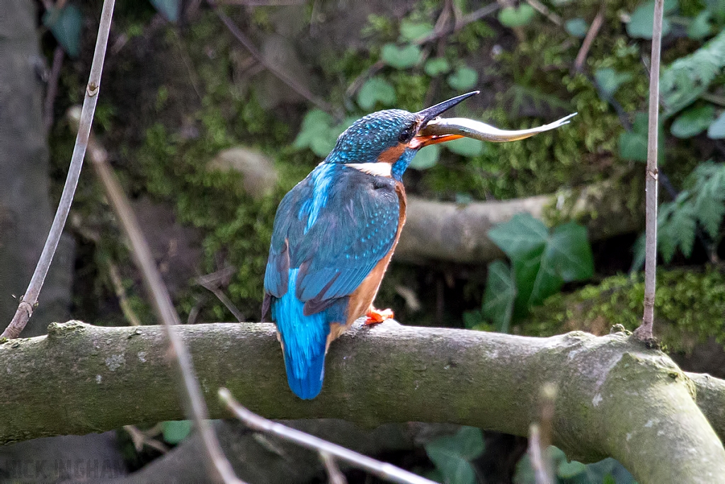 Common Kingfisher | Female