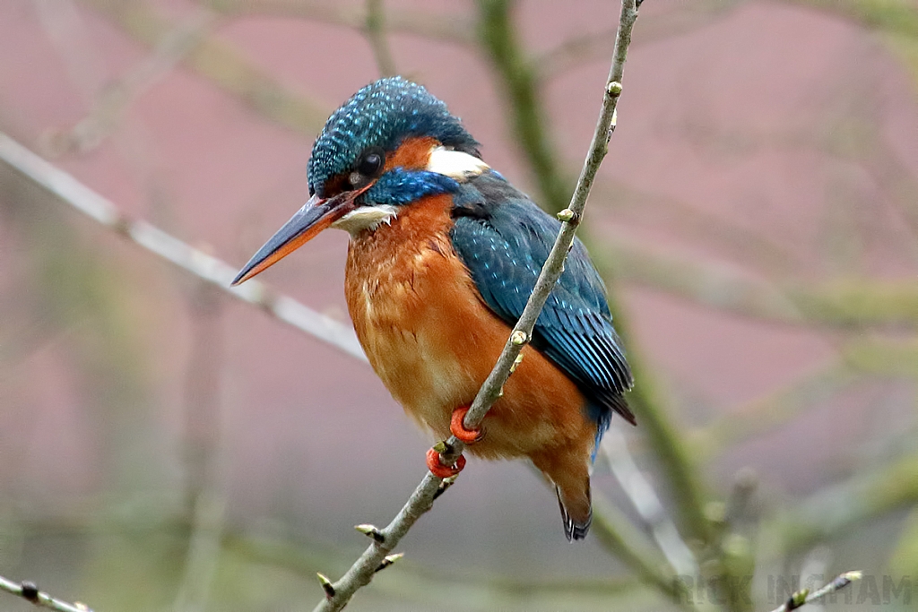 Common Kingfisher | Female