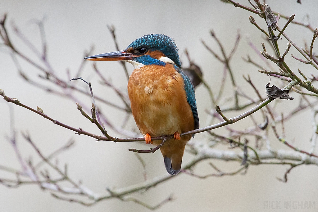 Common Kingfisher | Female