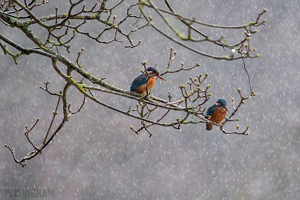 Common Kingfisher | Female and Male