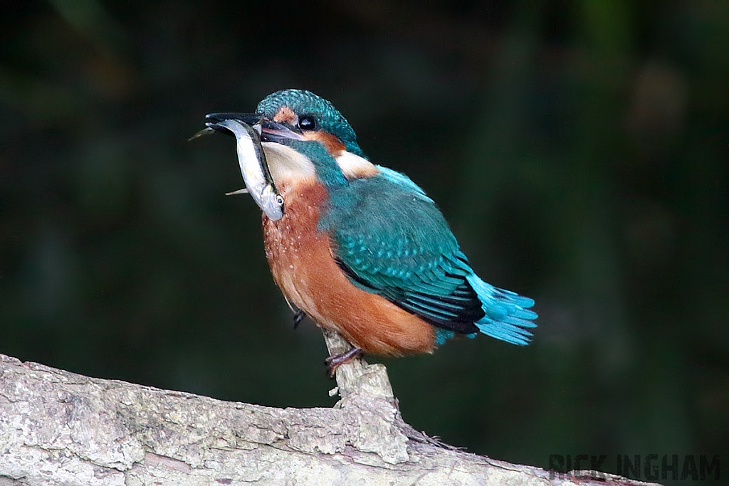 Common Kingfisher | Juvenile Male