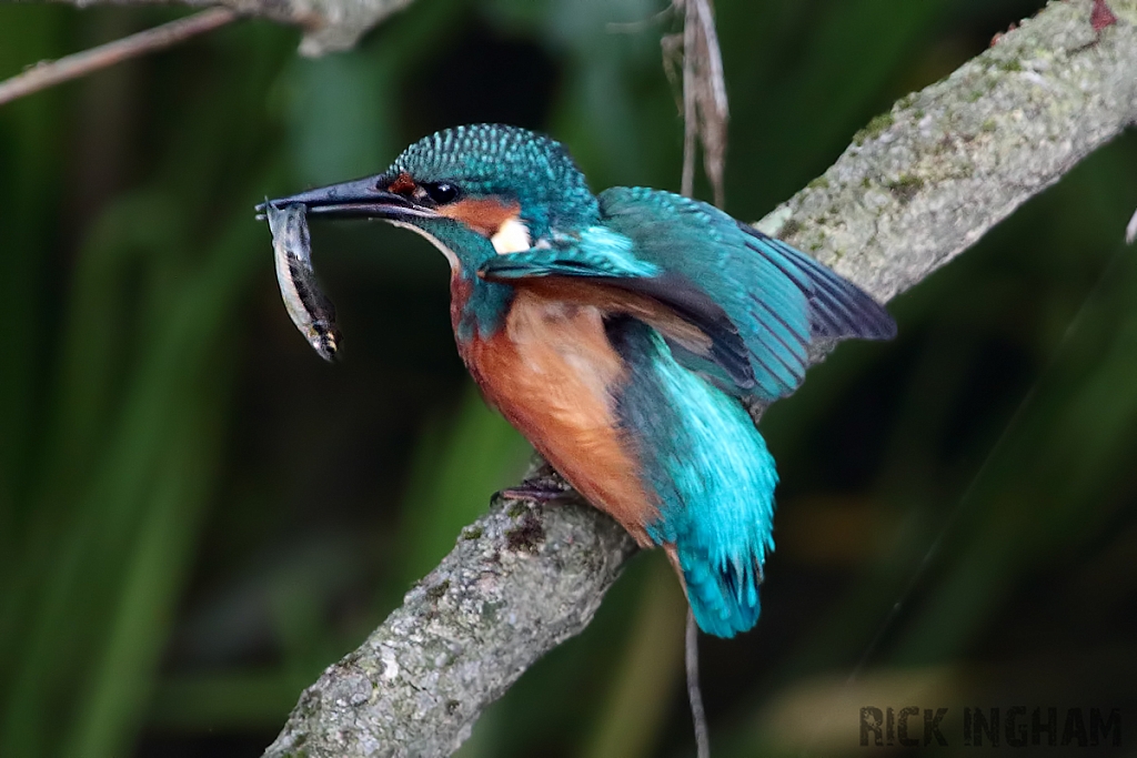 Common Kingfisher | Juvenile Male