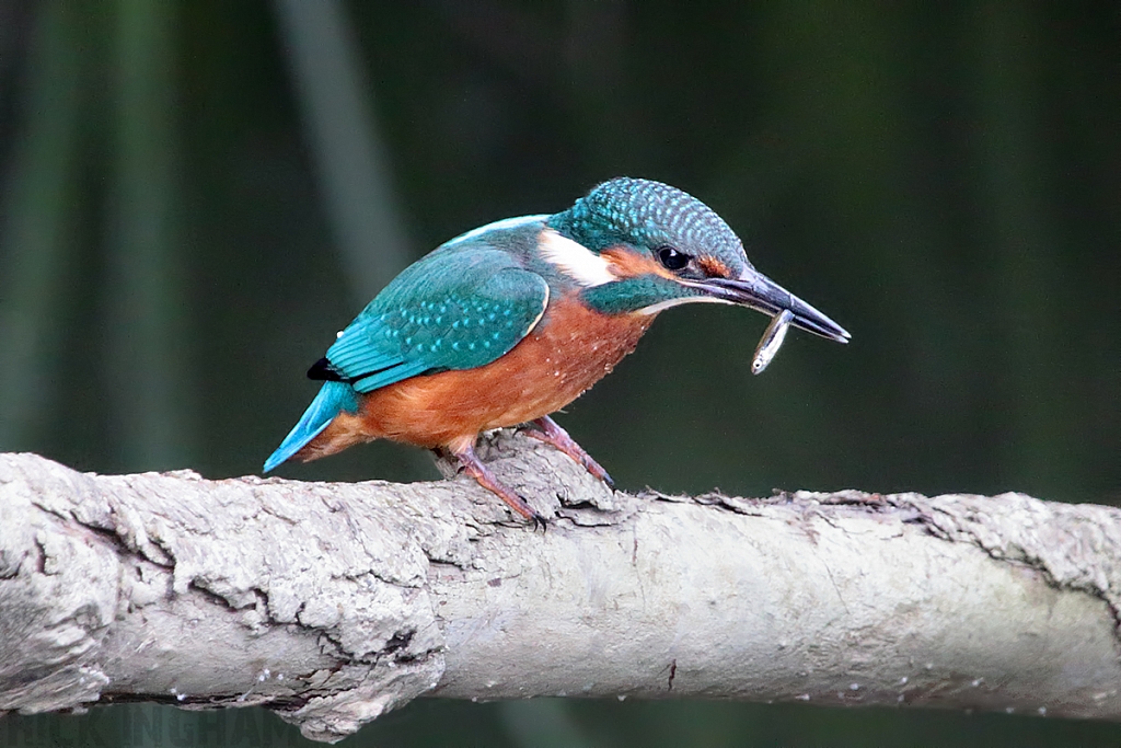 Common Kingfisher | Juvenile Male