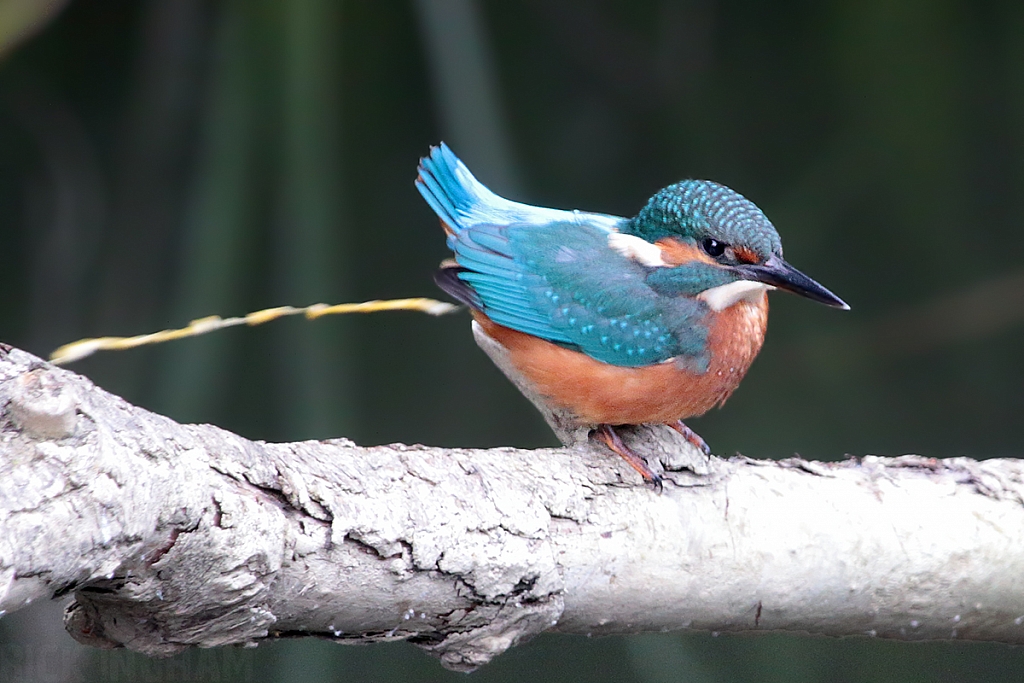 Common Kingfisher | Juvenile Male