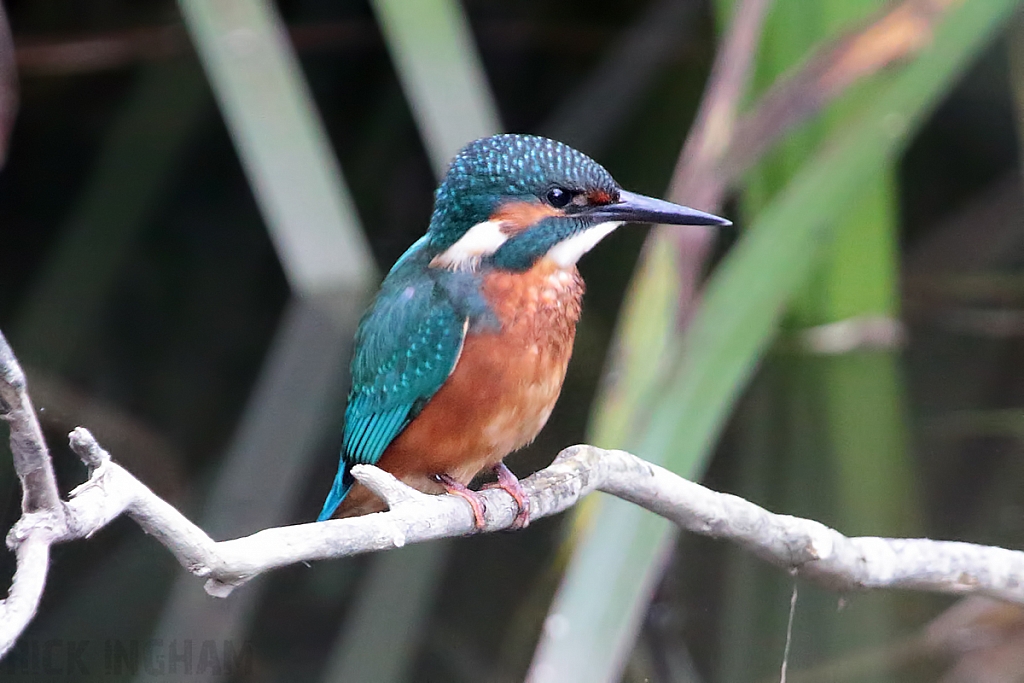 Common Kingfisher | Juvenile Male