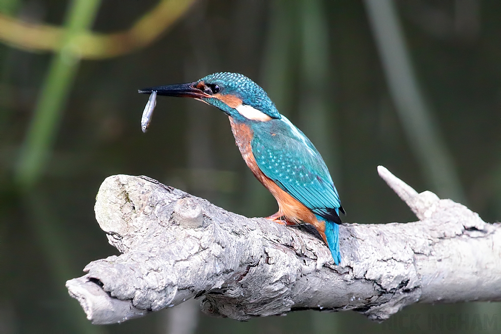 Common Kingfisher | Juvenile Female