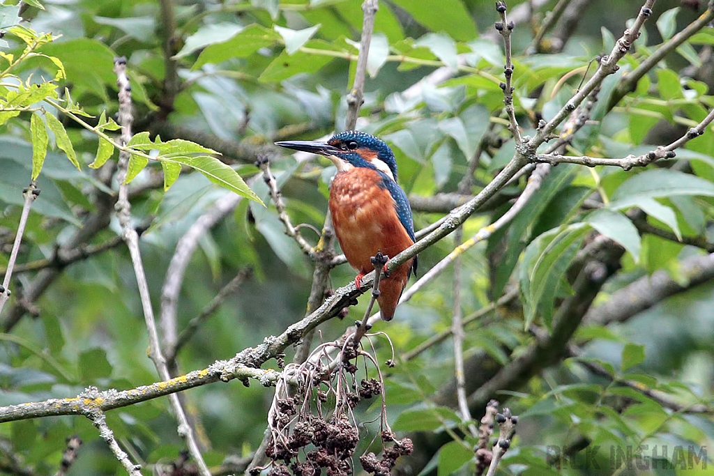 Common Kingfisher | Male