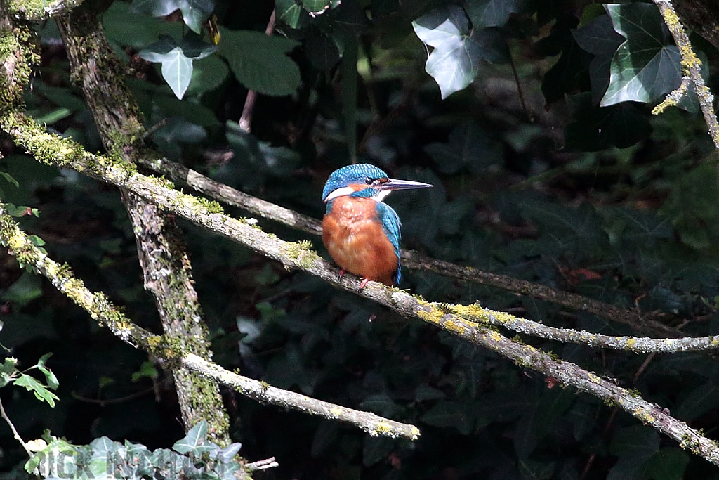 Common Kingfisher | Male