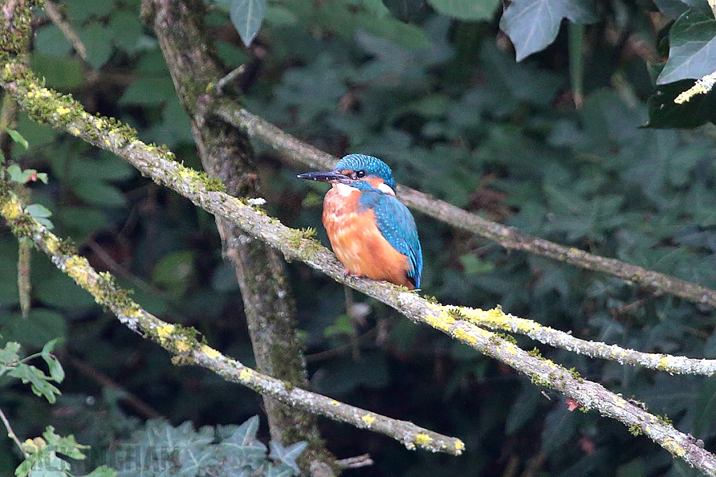 Common Kingfisher | Male