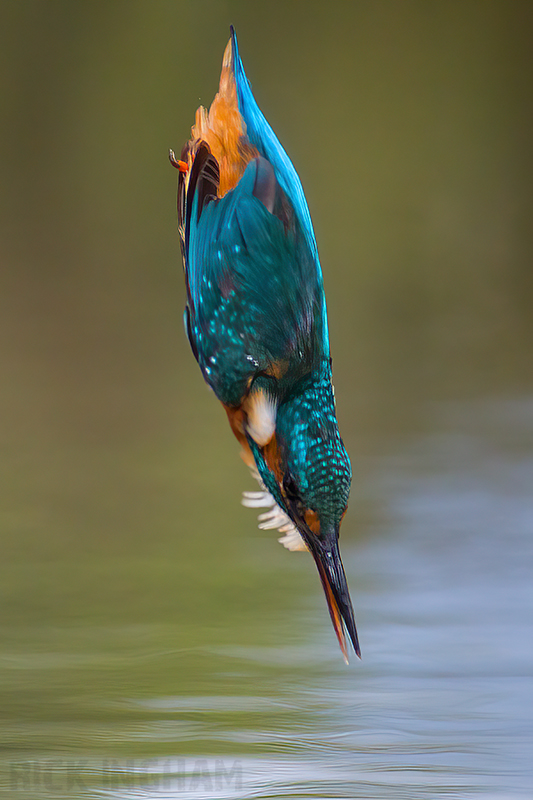 Common Kingfisher | Female