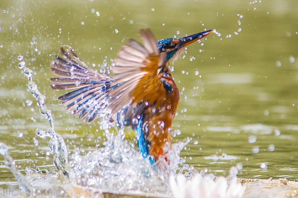 Common Kingfisher | Female
