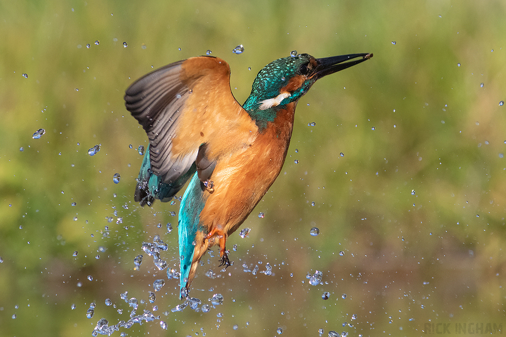 Common Kingfisher | Male