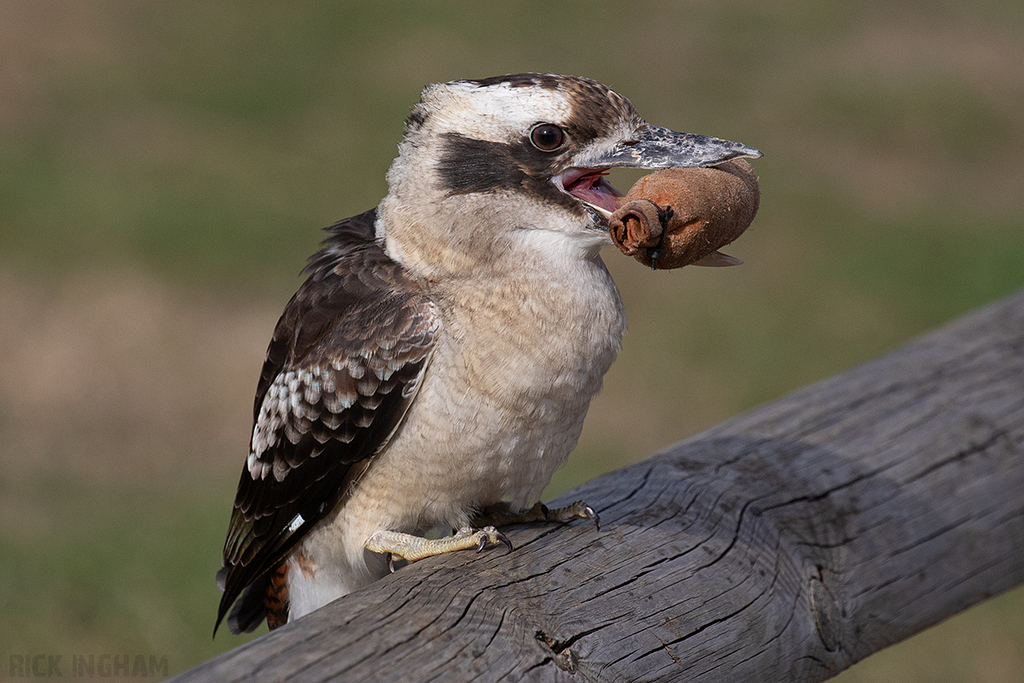 Laughing Kookaburra