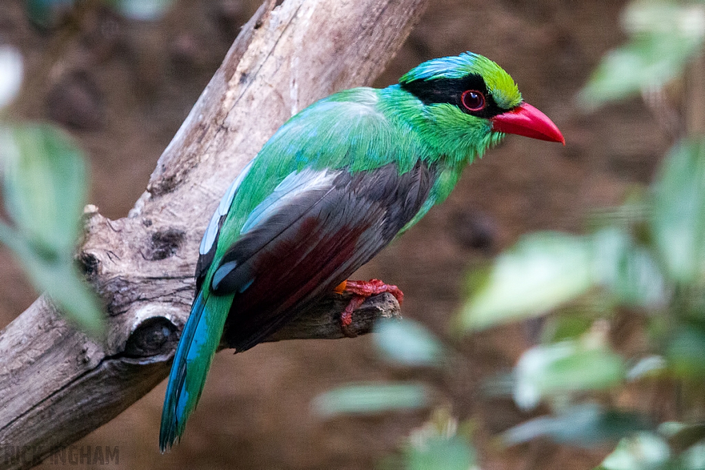 Javan Green Magpie