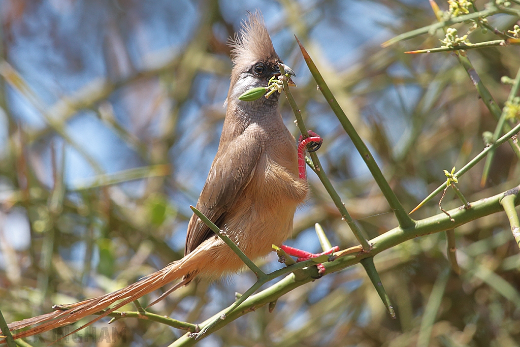 Speckled Mousebird