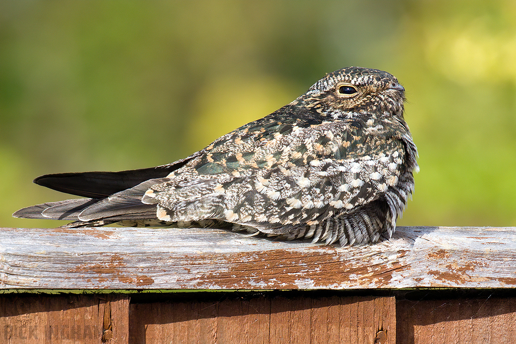 Common Nighthawk