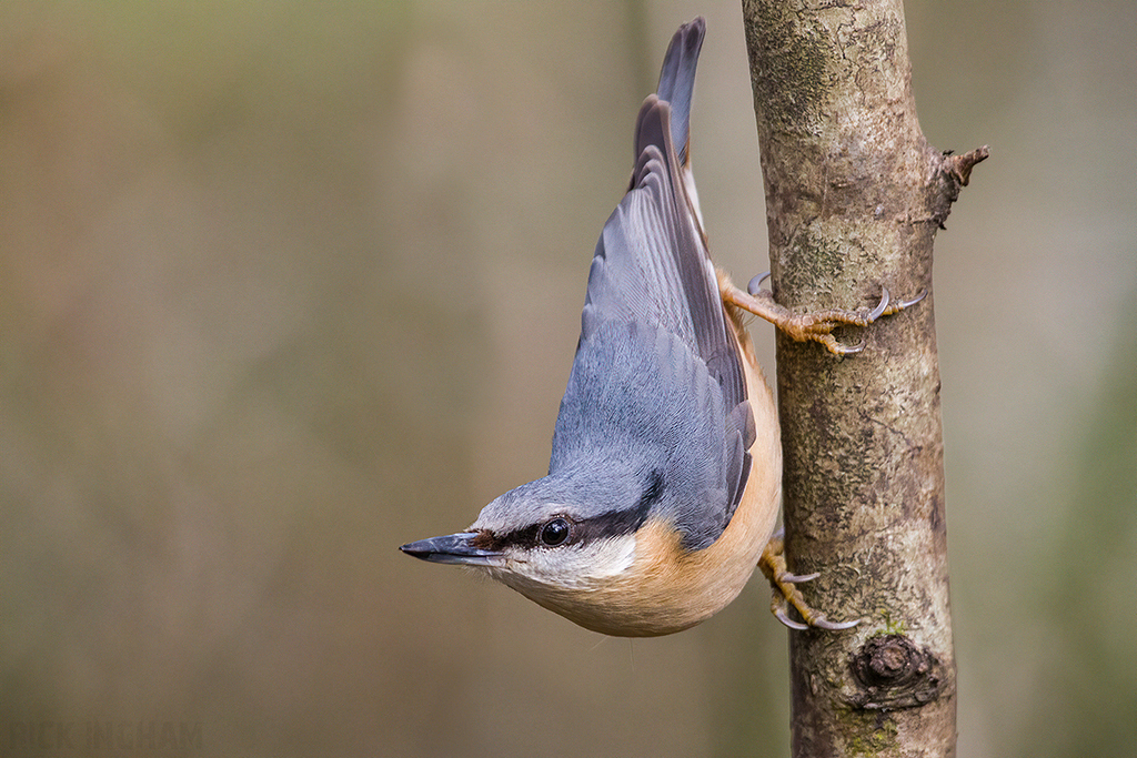 Eurasian Nuthatch | Male