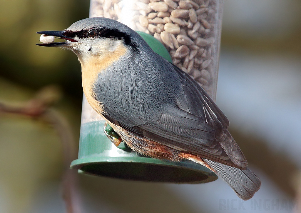 Nuthatch