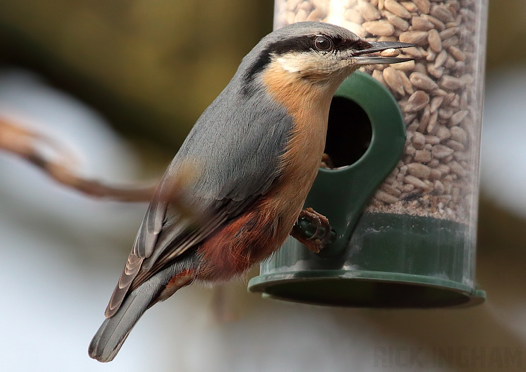 Nuthatch