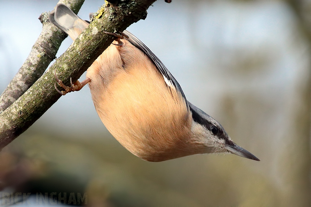 Nuthatch