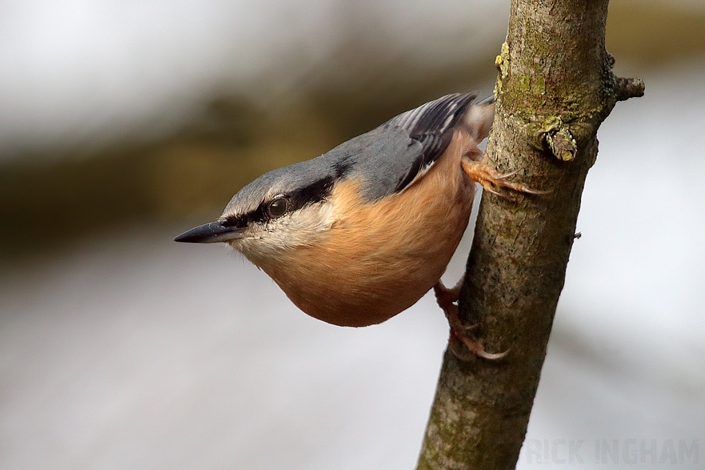 Nuthatch