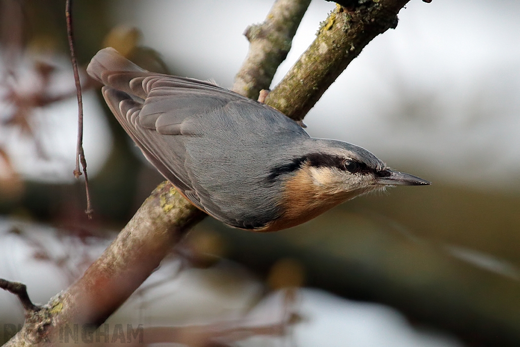 Nuthatch