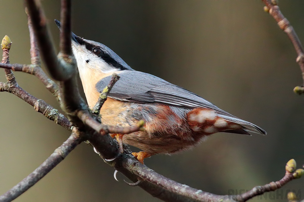 Nuthatch