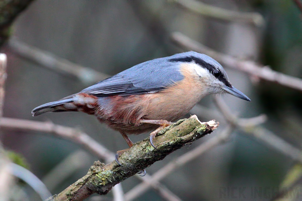 Nuthatch