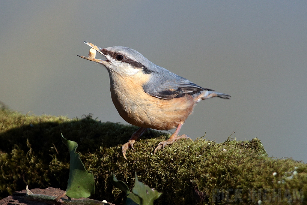 Nuthatch