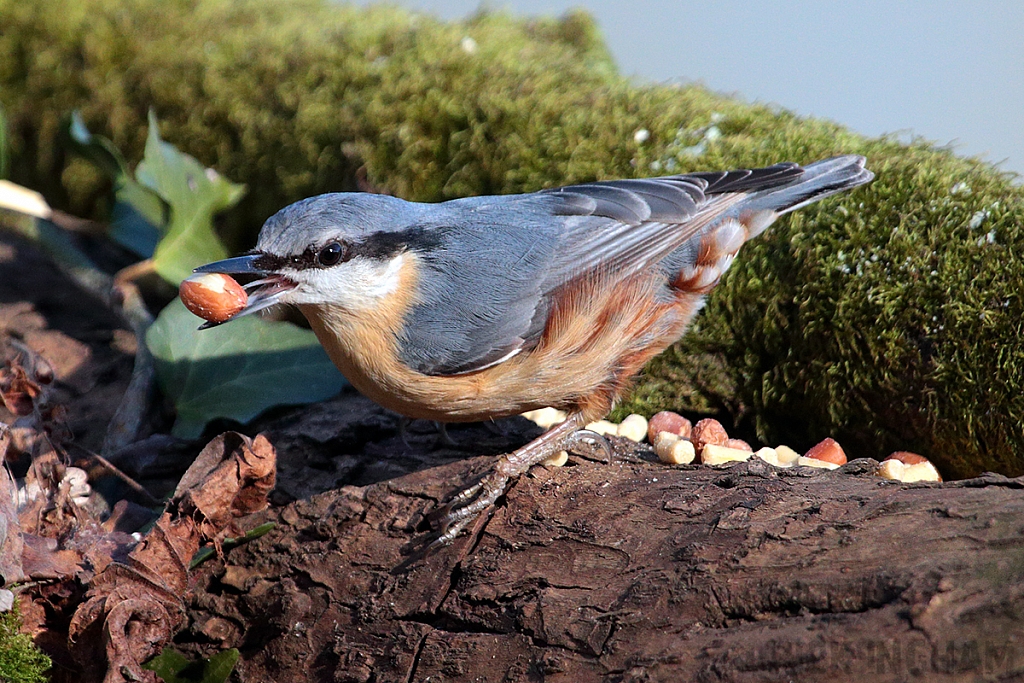 Nuthatch