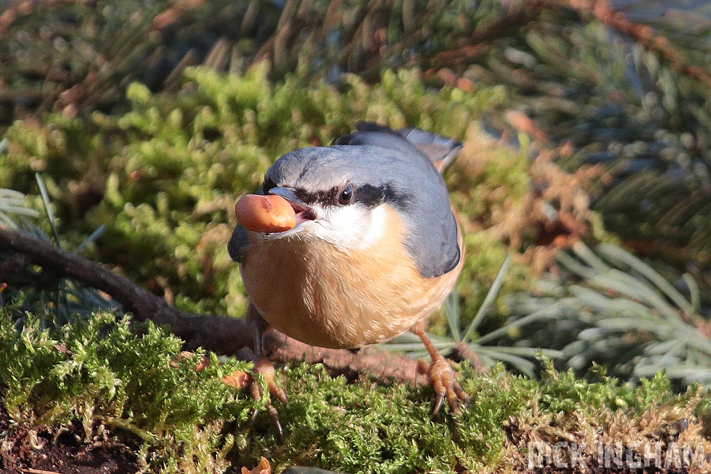 Nuthatch
