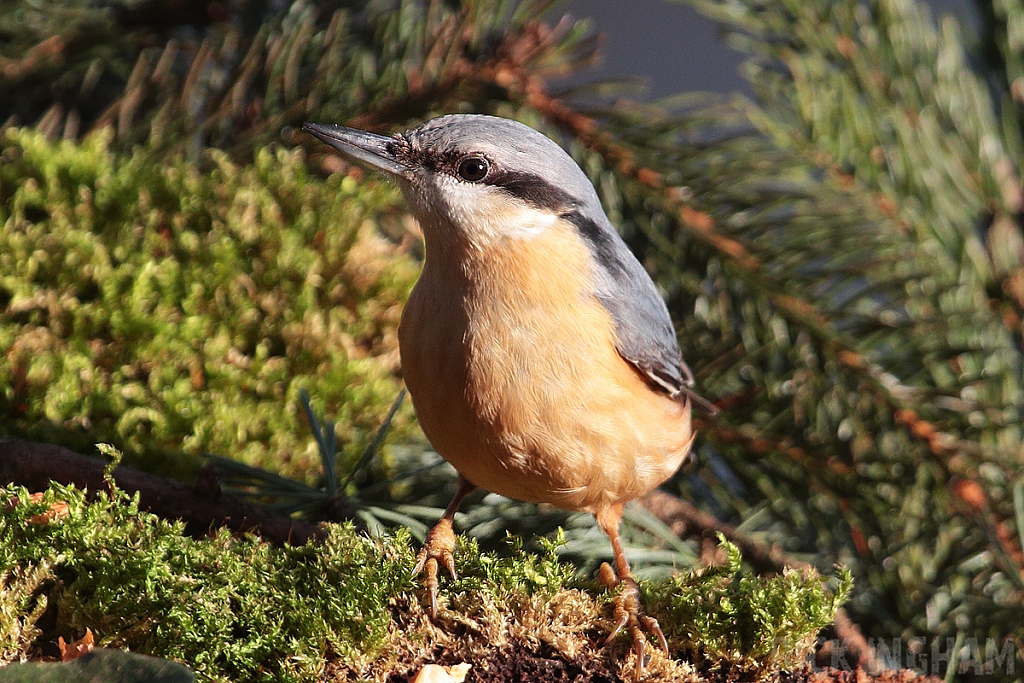 Nuthatch