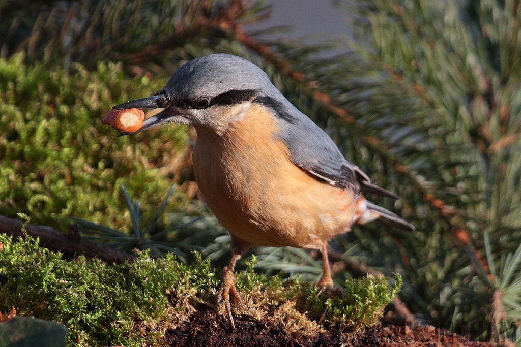 Nuthatch