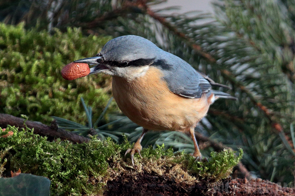 Nuthatch
