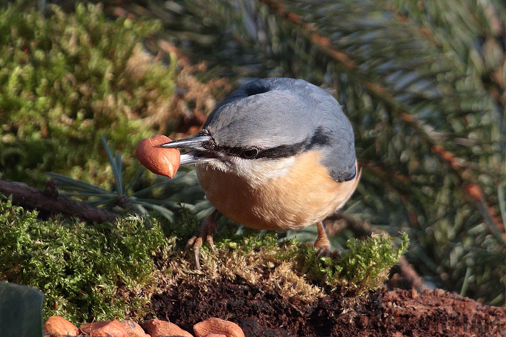 Nuthatch