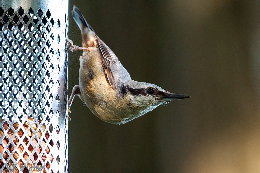 Nuthatch