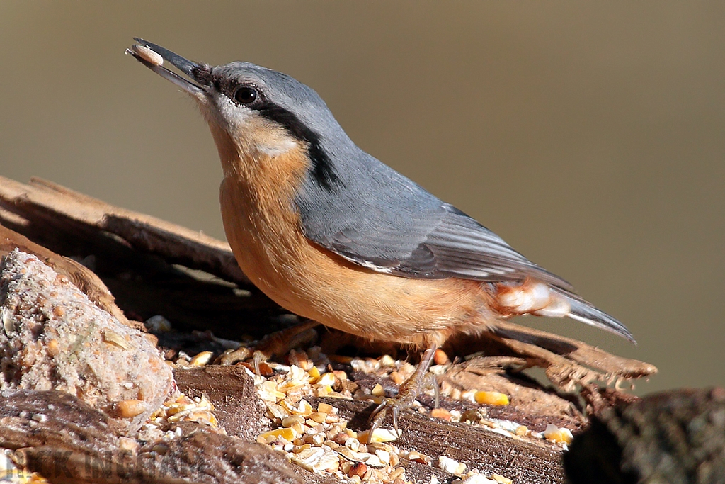 Nuthatch