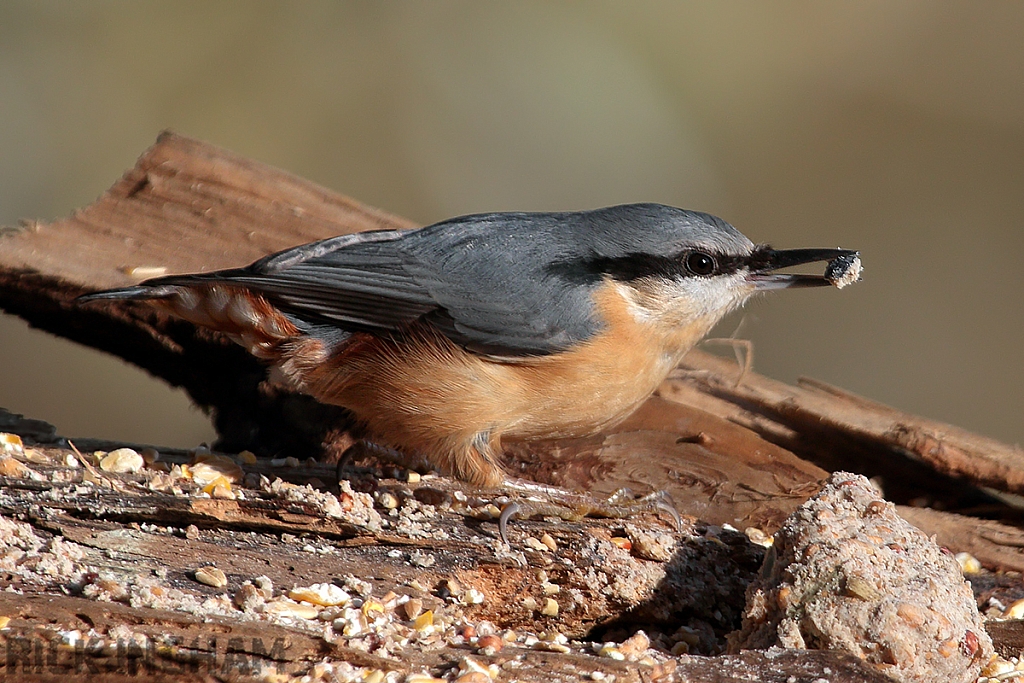 Nuthatch