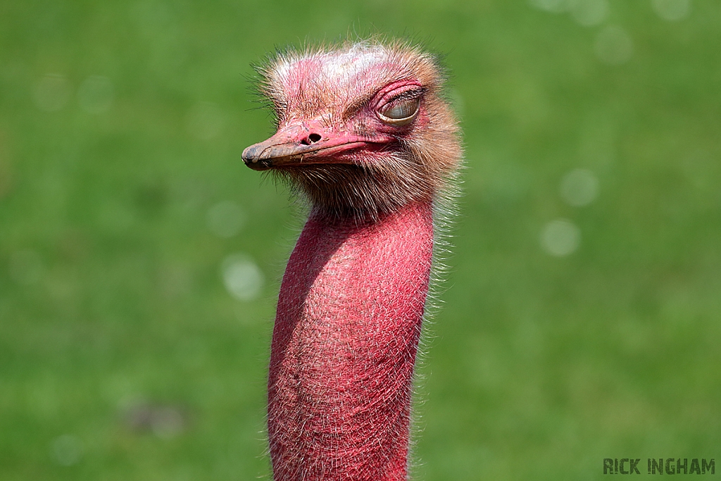 Ostrich