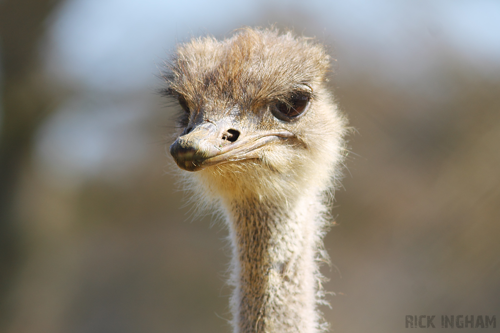 Ostrich