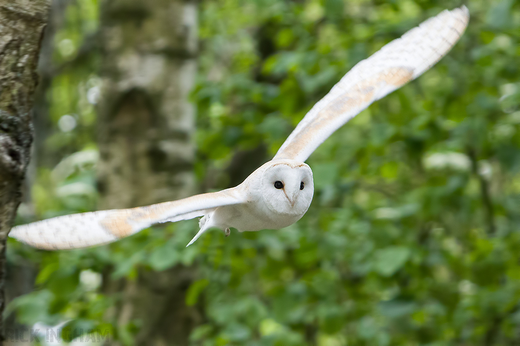 Barn Owl